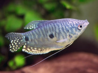 Снимка на Trichopodus trichopterus (Pallas, 1770)