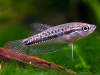 Снимка на Trichopsis pumila  (Arnold, 1936)