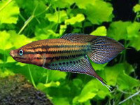 Снимка на Trichopsis vittata (Cuvier, 1831)