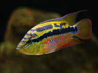 Снимка на Trichromis salvini (Günther, 1862)
