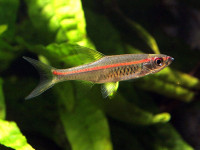 Снимка на Trigonopoma pauciperforatum  (Weber & de Beaufort, 1916)
