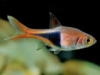 Снимка на Trigonostigma heteromorpha  (Duncker, 1904)