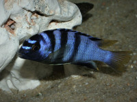 Снимка на Tropheops microstoma  (Trewavas, 1935)