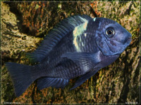 Снимка на Tropheus duboisi  (Marlier, 1959)