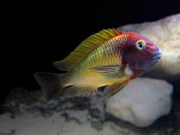 Снимка на Tropheus moorii  (Boulenger, 1898)