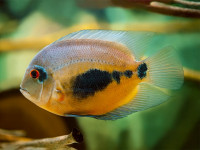 Снимка на Uaru amphiacanthoides  (Heckel, 1840)
