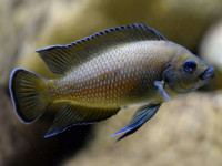 Снимка на Variabilichromis moorii  (Boulenger, 1898)