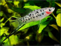 Снимка на Xiphophorus hellerii  (Heckel, 1848)