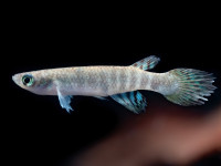 Снимка на Aphyolebias peruensis  (Myers, 1954)