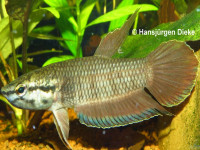 Снимка на Betta picta (Valenciennes, 1846)