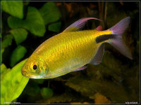 Снимка на Brycinus longipinnis  (Günther, 1864)