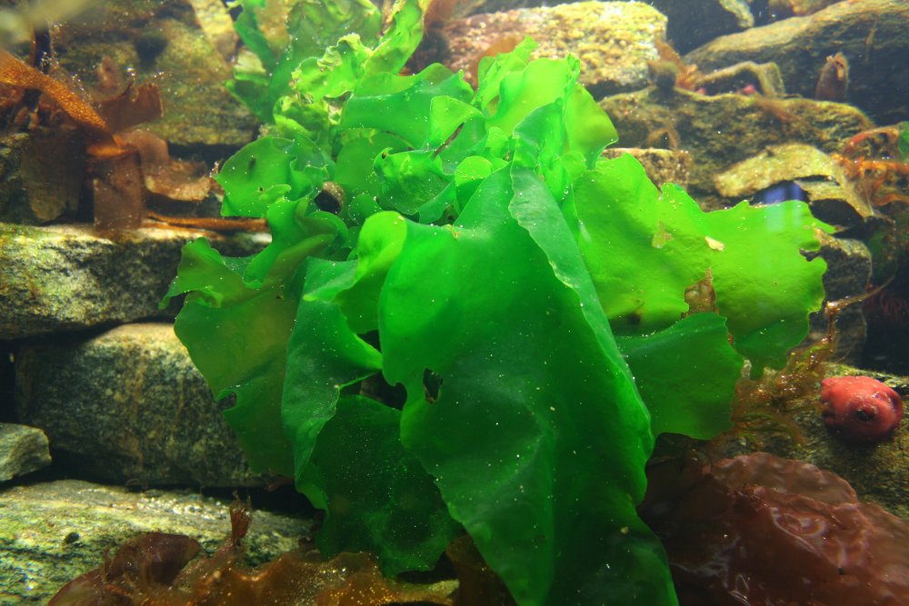 Ulva sp