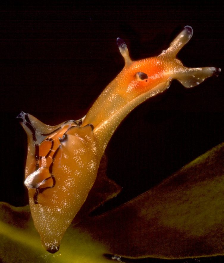 Aplysia sp.