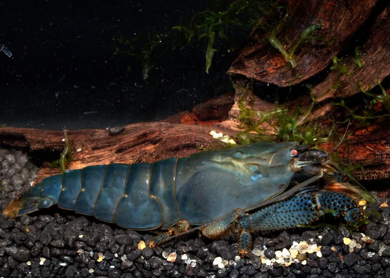 Atya gabonensis (Giebel, 1875)