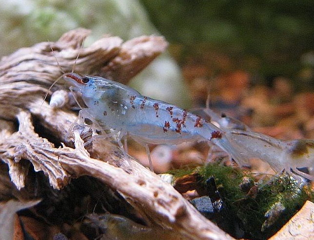 Neocaridina cf. zhangjiajiensis var. blue