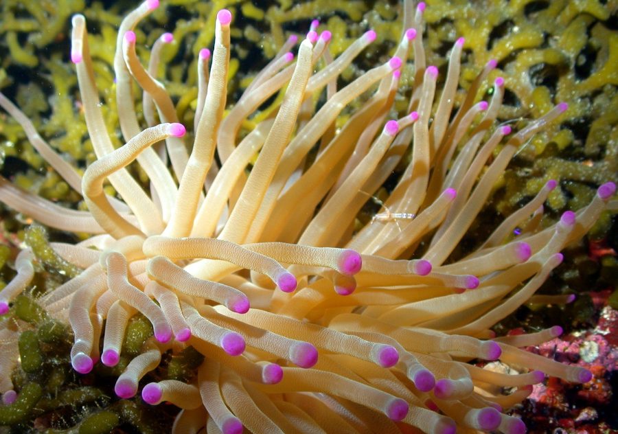 Condylactis gigantea