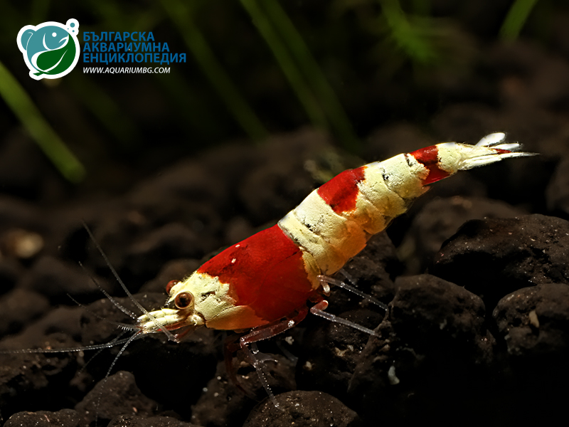 Caridina cf. cantonensis sp. "Crystal Red"