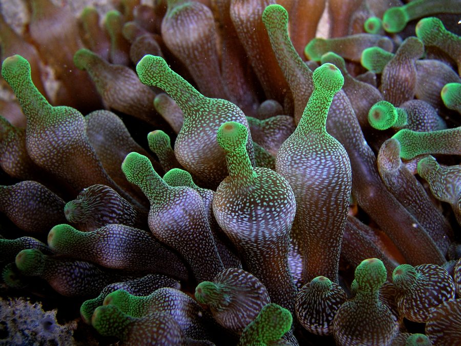Entacmaea quadricolor