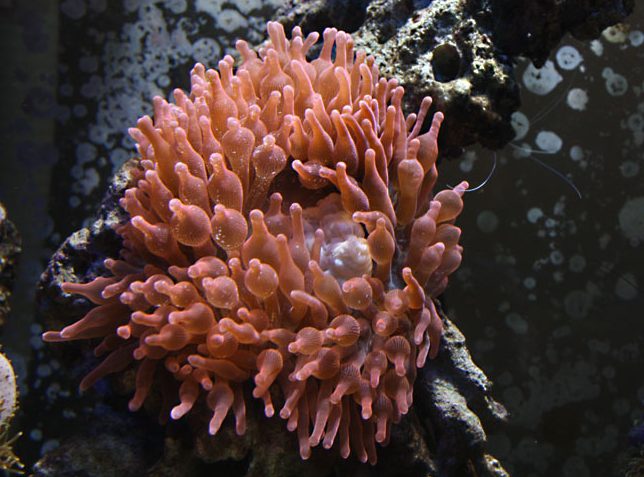 Entacmaea quadricolor red