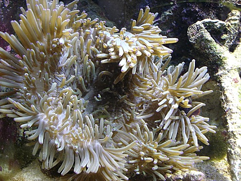 Heteractis crispa