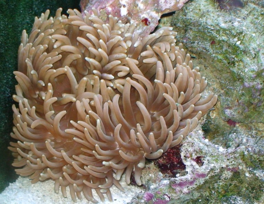 Macrodactyla doreensis