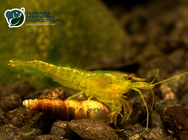 Neocaridina heteropoda var. yellow