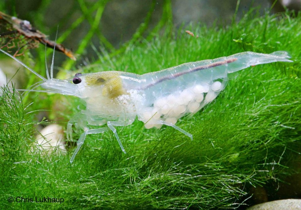 Neocaridina zhangjiajiensis var. white
