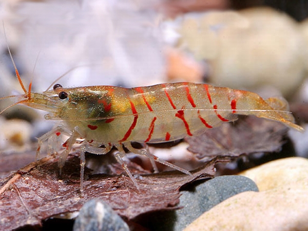 Caridina cantonensis var. "Red Tiger"