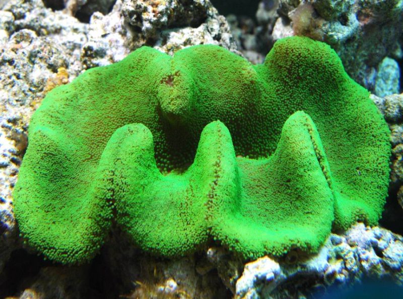 Stichodactyla haddoni