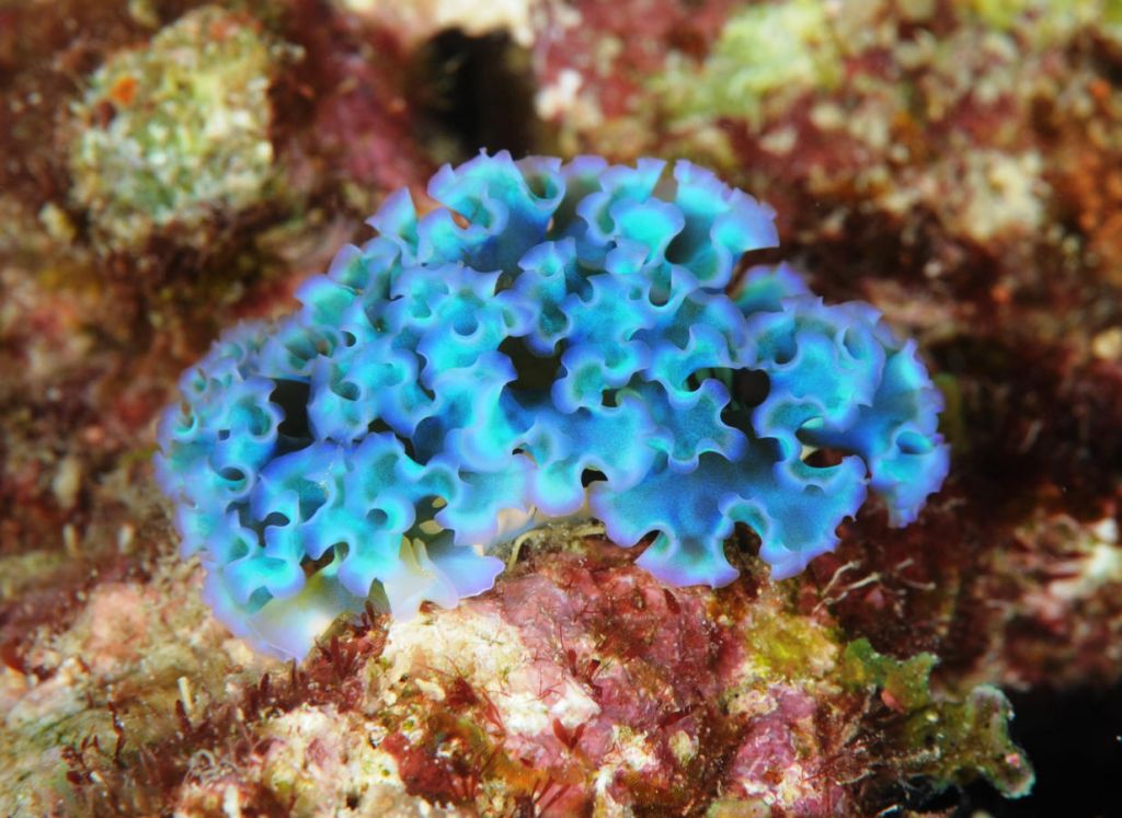 Tridachia crispata