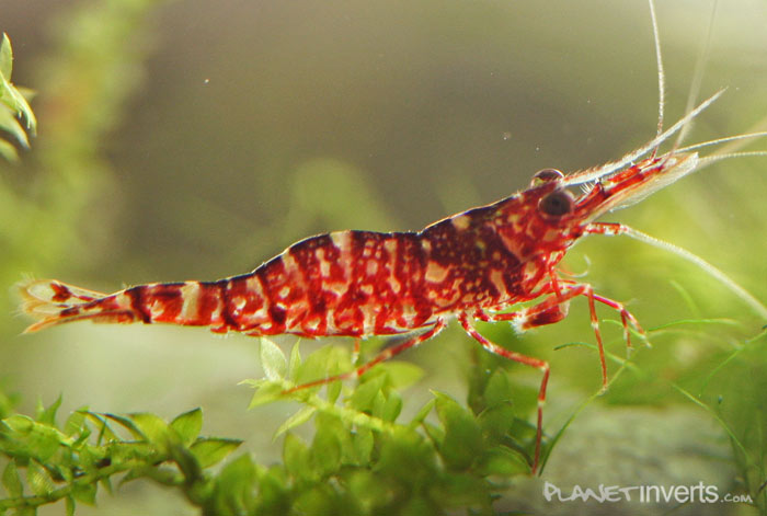 Caridina sp. "Brown Camo"