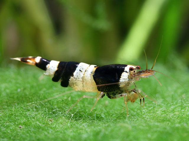 Caridina cantonensis sp. "Bee" (Yu, 1938)