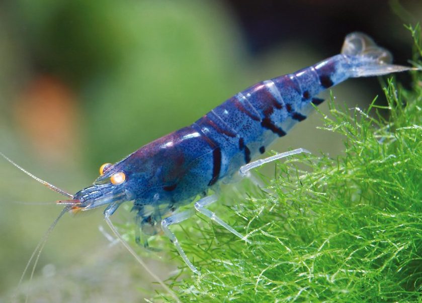 Caridina cf. cantonensis “Blue Tiger”