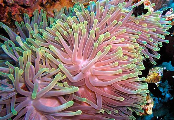 Heteractis magnifica