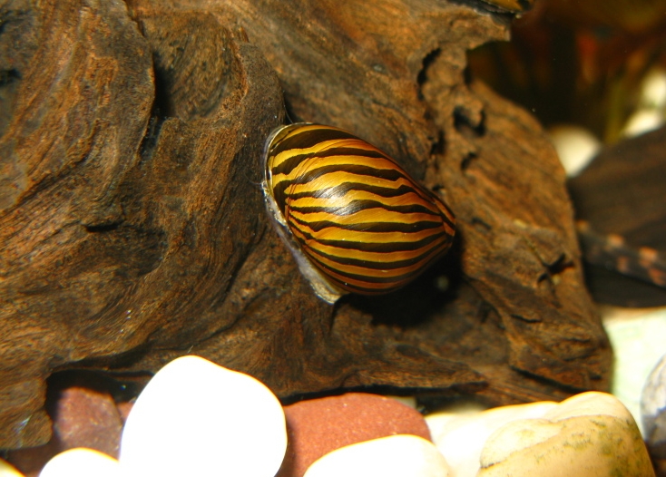 Neritina natalensis (Reeve, 1845)