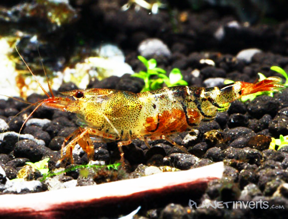 Caridina cantonensis var. "Orange Bee"