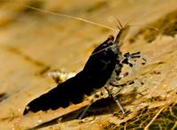 Снимка на Caridina cantonensis sp. "Black Tiger" (Yu, 1938)