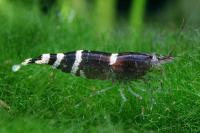 Снимка на Caridina sp. "Blue Bee"