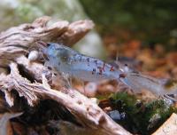 Снимка на Neocaridina cf. zhangjiajiensis var. blue