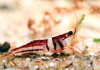 Снимка на Caridina spongicola (Zitzler & Cai, 2005)
