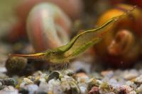 Снимка на Caridina gracilirostris  (de Man, 1892)