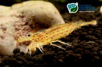 Снимка на Caridina multidentata (Stimpson, 1860)