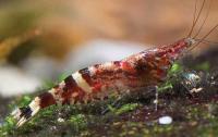 Снимка на Caridina serratirostris  (de Man, 1892 )