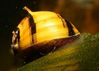 Снимка на Clithon corona (Linnaeus, 1758)