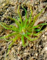 Снимка на Condylactis sp.