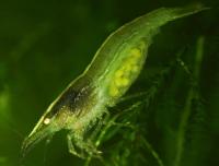 Снимка на Caridina sp. "Dark Green"