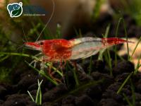 Снимка на Neocaridina heteropoda var. Rili