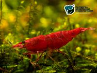 Снимка на Neocaridina heteropoda var. Sakura