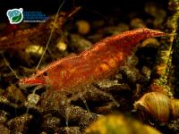 Снимка на Neocaridina heteropoda var. red