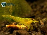 Снимка на Neocaridina heteropoda var. yellow
